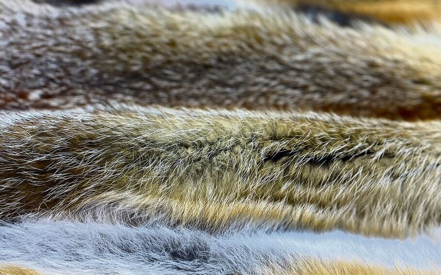 Füchse gehören zu den schönsten heimischen Wildtieren – nicht zuletzt dank ihres unverwechselbaren Fells.