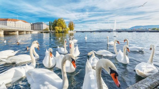 Genfersee mit Schwaenen