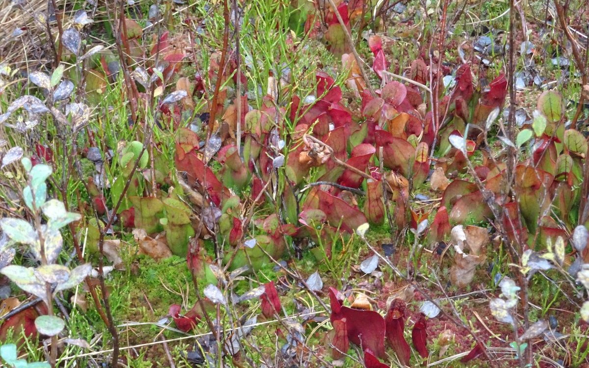 Krugpflanzen bilden im Sommer auch Blüten aus, die zum Zeitpunkt der Aufnahme, die im November entstand, längst abgestorben sind. 