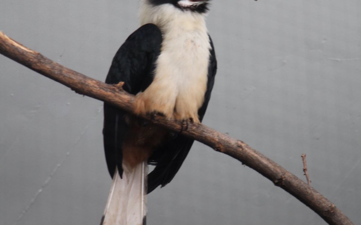 Visayas-Hornvögel sind neu im Vogelhaus des Basler Zoos zu sehen. 