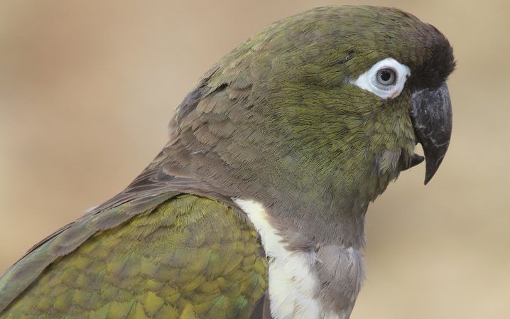 Der Chilenische Felsensittich weist einen ausgeprägten weissen Latz auf. 