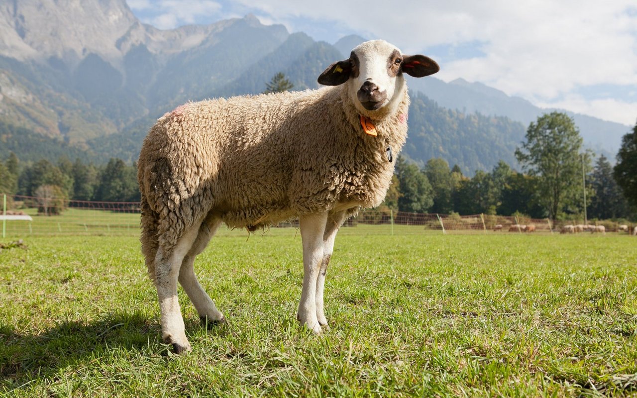 Seinen Namen erhielt das Spiegelschaf von der markanten, wollfreien, glatten Stirn, dem sogenannten «Spiegel».