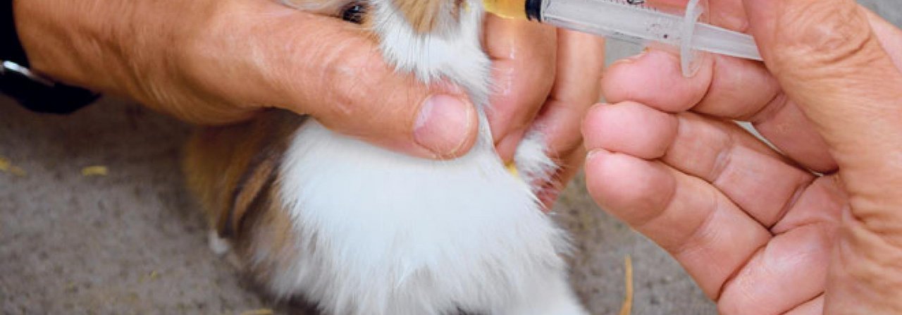 Weil Durchfall gerade für Jungtiere besonders schlimm ist, kann eine Prophylaxe mit einem marktüblichen Flüssigprodukt während der Aufzucht zum Lebensretter werden.