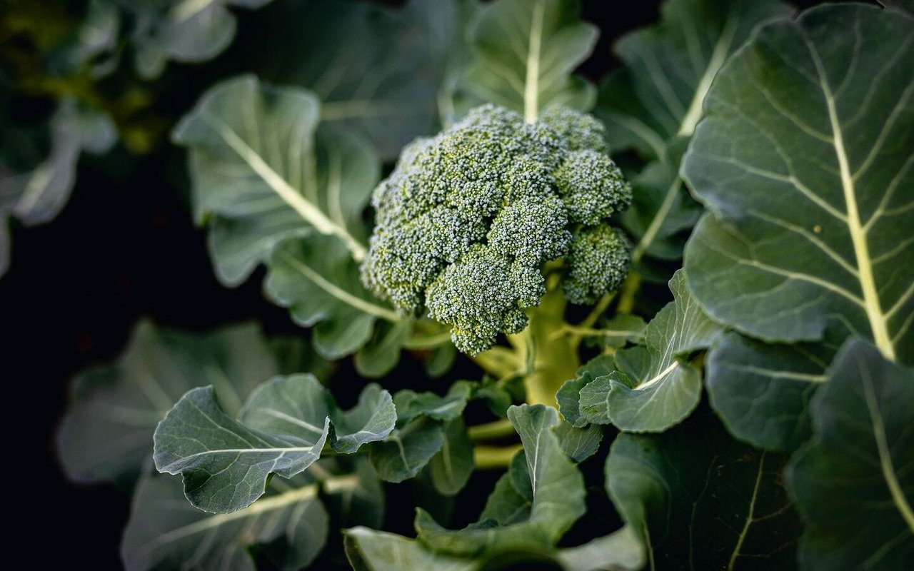 Broccoli stammt vom Wildkohl ab und wurde während der Kreuzzüge als Samen aus Kleinasien nach Europa gebracht.