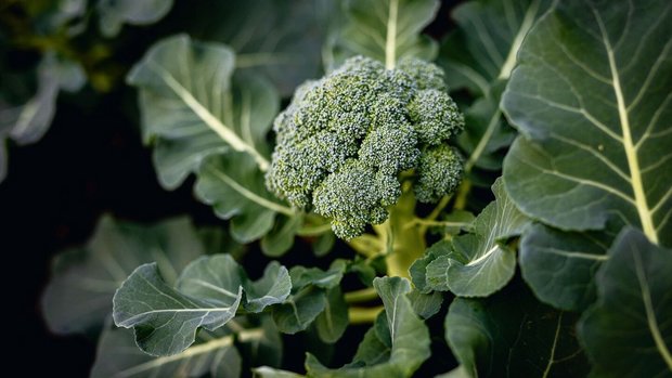 Broccoli stammt vom Wildkohl ab und wurde während der Kreuzzüge als Samen aus Kleinasien nach Europa gebracht.