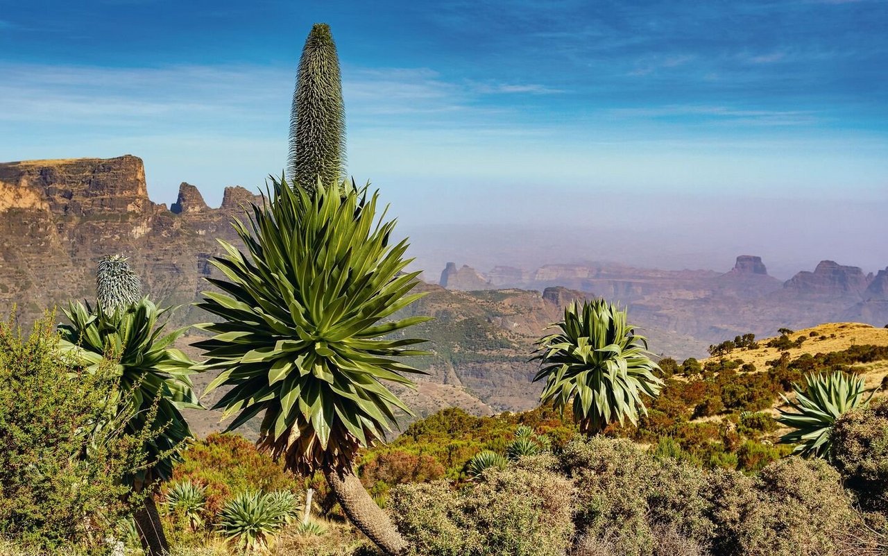 Riesenlobelien wachsen in den äthiopischen Höhen, so etwa in den Bale-Bergen. 