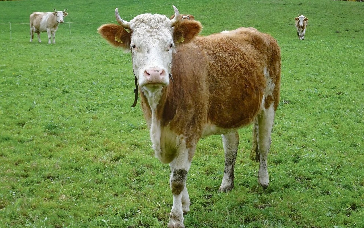 Simmentaler.