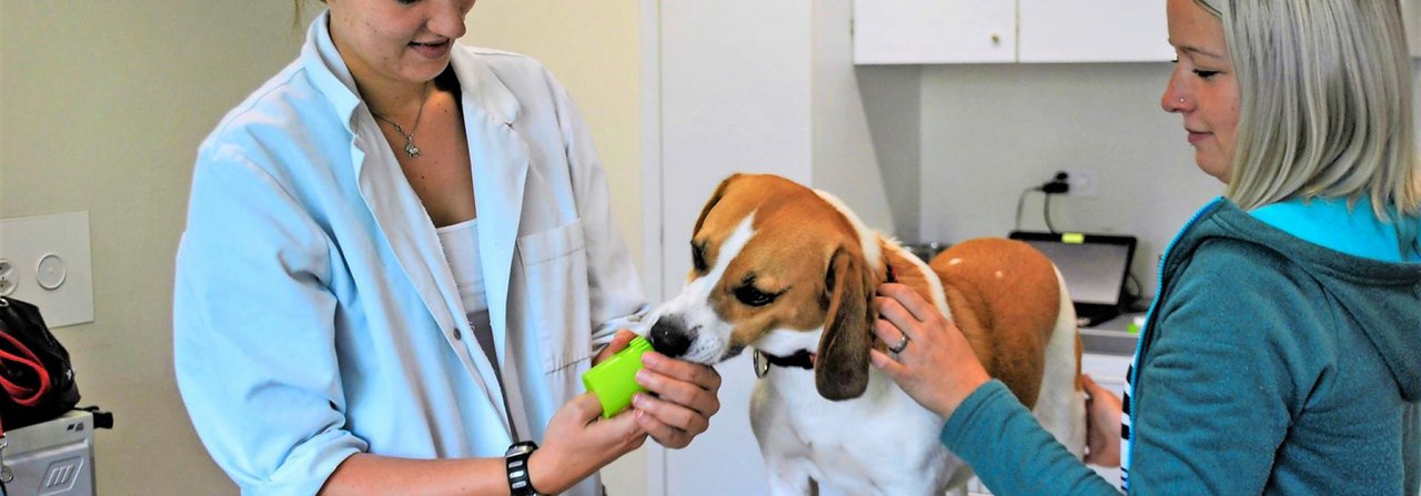 Vetmed-Studentin Maya Grieder gibt sich alle Mühe, den Hund bei Laune zu halten – mit Futter klappt das am besten.