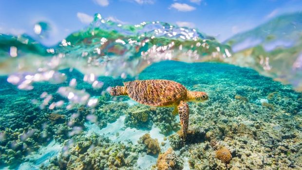Meeresschildkröte im Great Barrier Reef