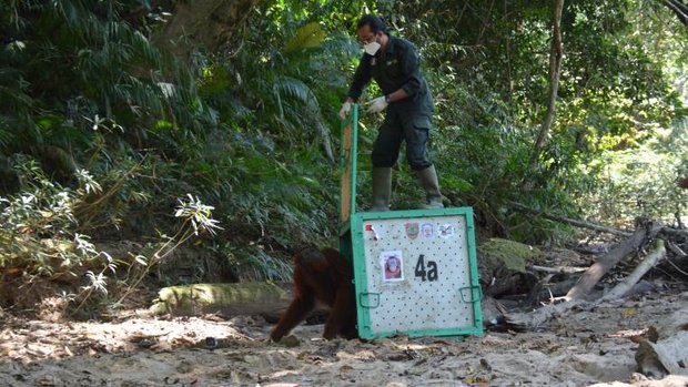 Orang-Utan-Auswilderung in Borneo