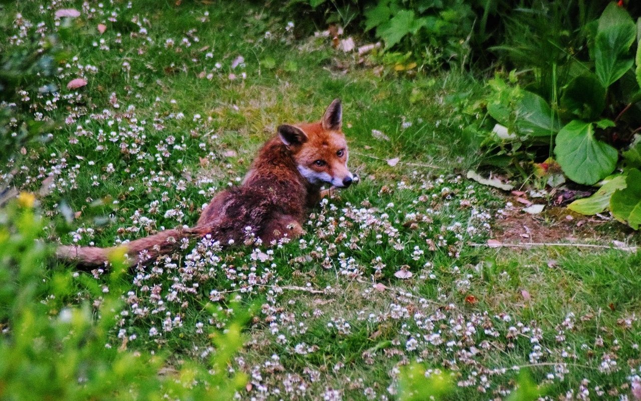 Füchse im Garten sind in der Regel kein Problem.