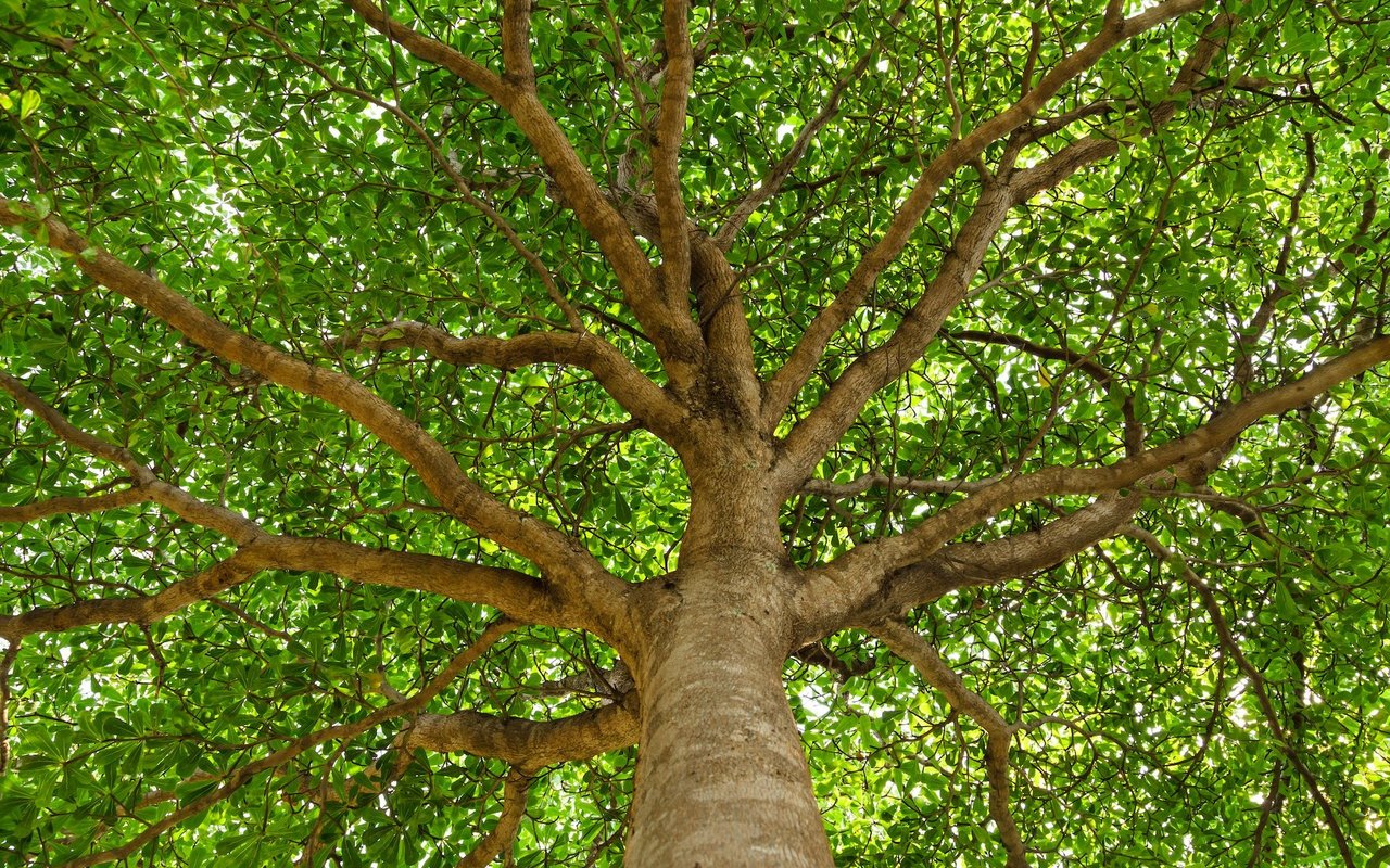 Wer sich einen komplexen Baum ansehen, werden Sie die durchgehende Wiederholung der Y-Form bemerken.