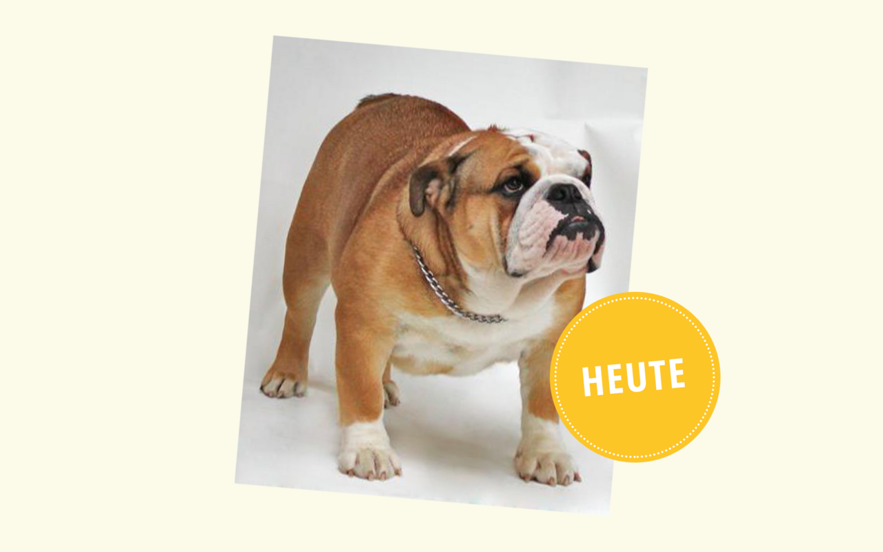 Denn heute kommt sie noch mit noch breiterem Körper, Hautfalten an Gesicht und Rumpf, einer viel kürzeren Nase und einem ausgeprägten Unterbiss daher. Ausserdem leidet die Englische Bulldogge am meisten von allen Hunderassen an Hüftdysplasie, einer Fehlstellung des Hüftgelenks. Weitere gesundheitliche Probleme beinhalten Atembeschwerden und Überhitzung auftreten. 80 Prozent aller Englischen Bulldoggen müssen per Kaiserschnitt auf die Welt gebracht werden, weil ihre übergrossen Köpfe im Geburtskanal stecken bleiben können.