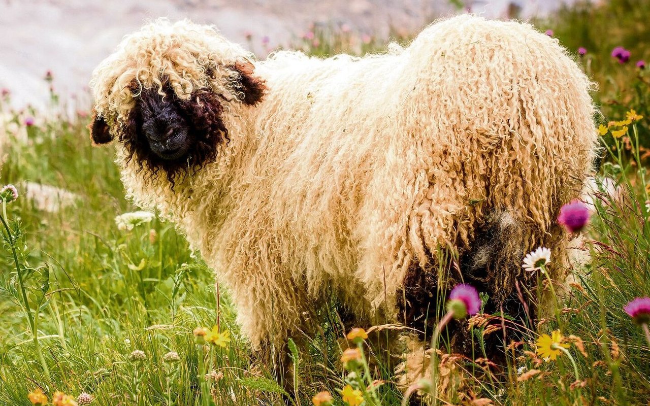 Walliser Schwarznasenschafe sind das inoffizielle Kontonsmaskottchen.