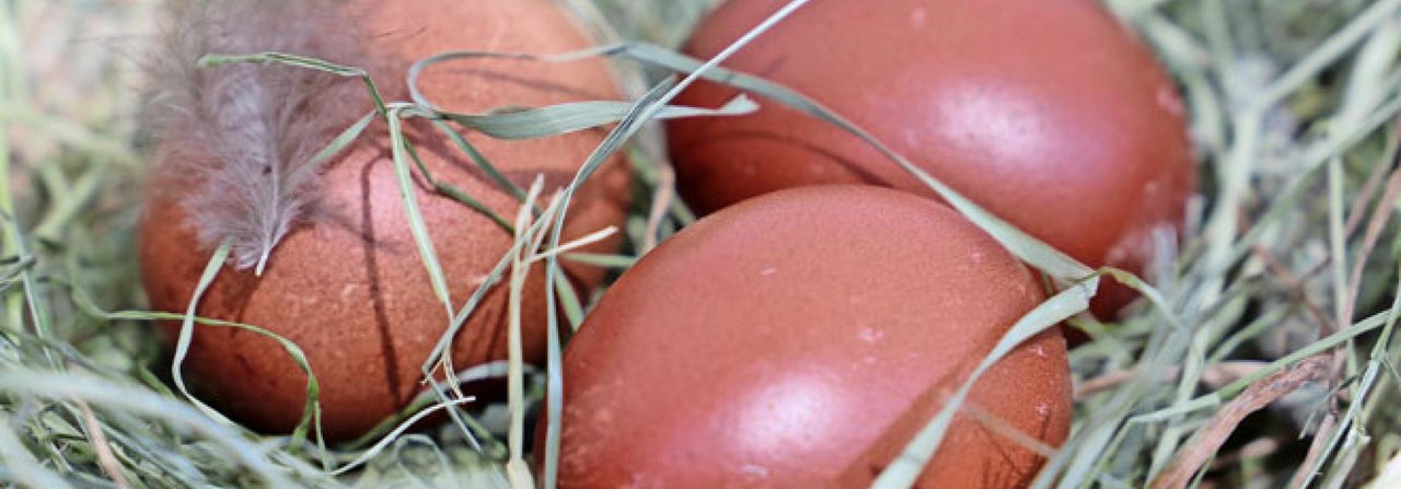 Hühner legen ihre Eier gerne auf eine weiche Unterlage.