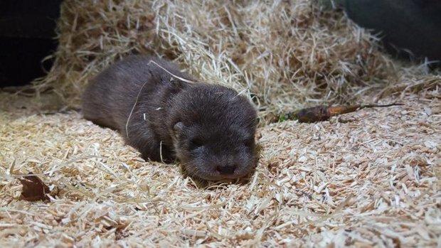 Fischotterbaby im Tierpark Goldau