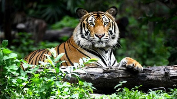 Tiger