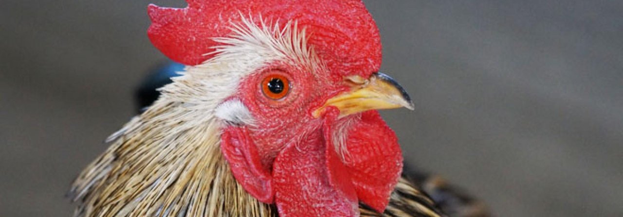 Vor wenigen Jahrzehnten noch wurden Hühnerhalter etwas schräg angeschaut, inzwischen ist Hühnerhaltung in.