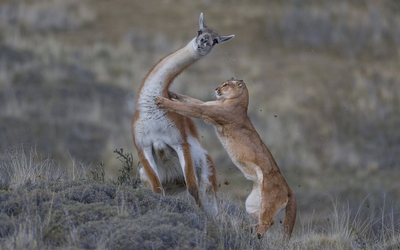 Sarmiento ist eine exzellente Jägerin. Nachdem sie sich von der Seite her angepirscht hat, schnellt sie auf das Guanako zu, um es zu reissen.