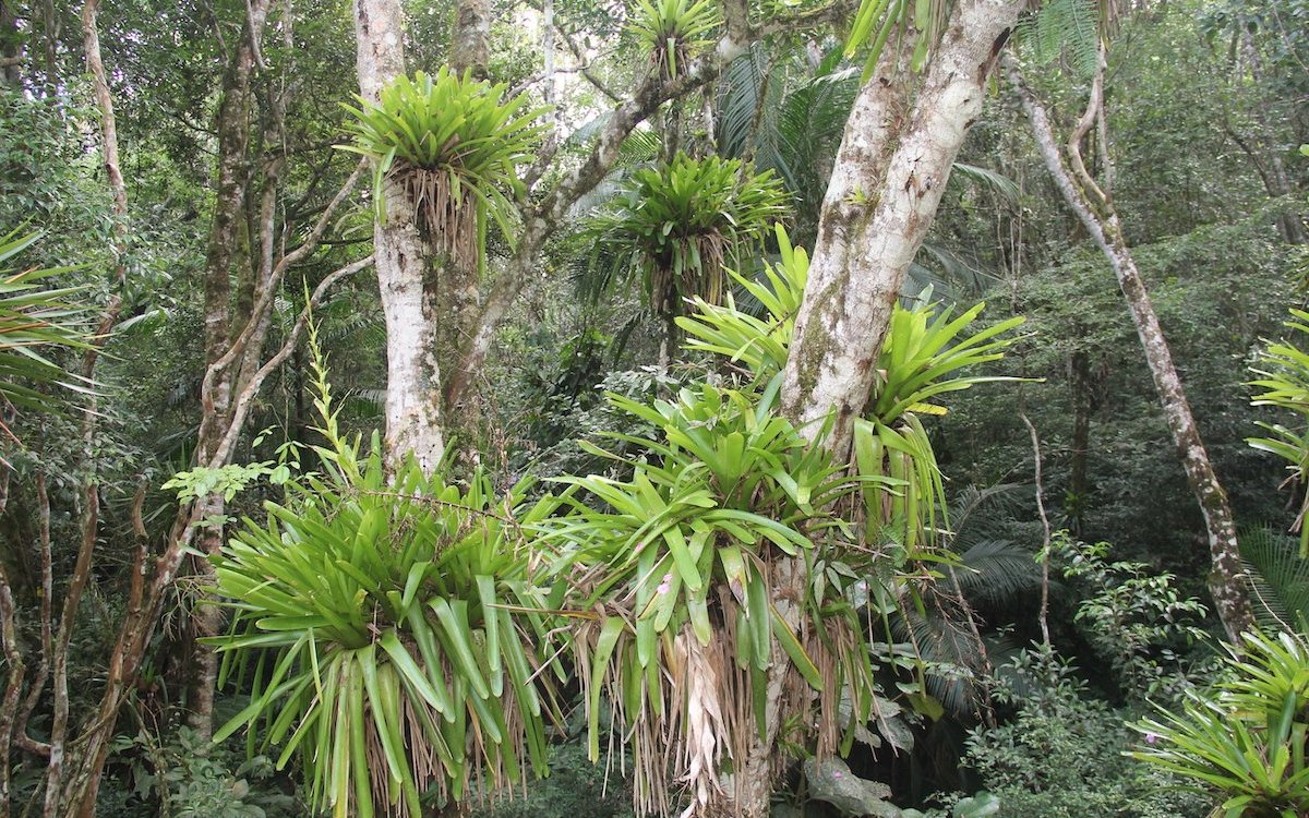 Epiphyten oder Aufsitzerpflanzen wie diese Bromelien dominieren den Atlantischen Wald. 