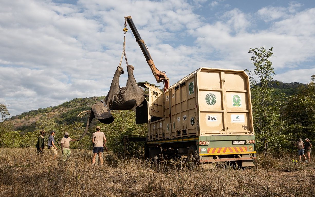 So verlief die Umsiedlungsaktion in Malawi. 