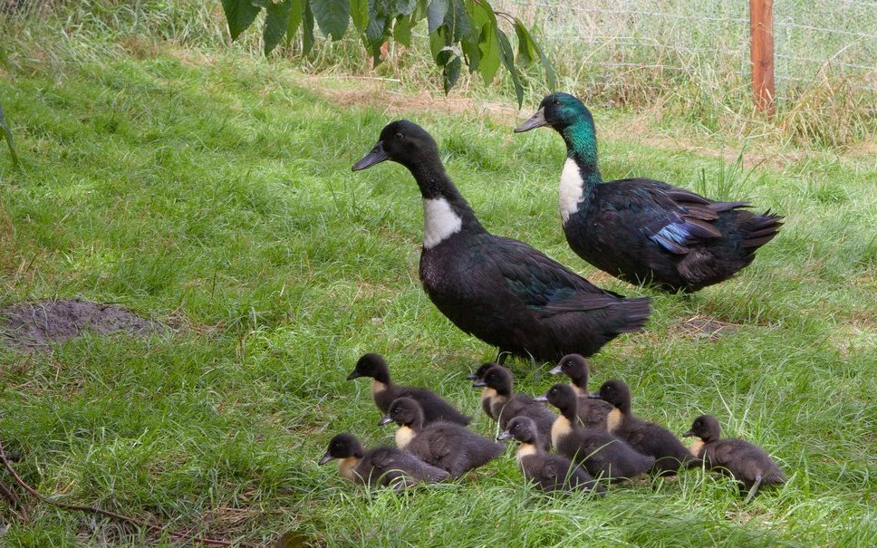 Die Pommernente ist für die Biodiversität in der Landwirtschaft von grossem Wert.