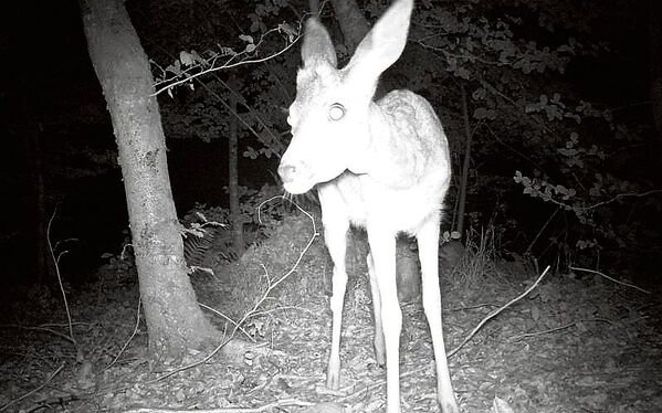 Dieses Reh traut sich nahe an den Garten heran und wurde prompt von der Wildkamera erwischt. 