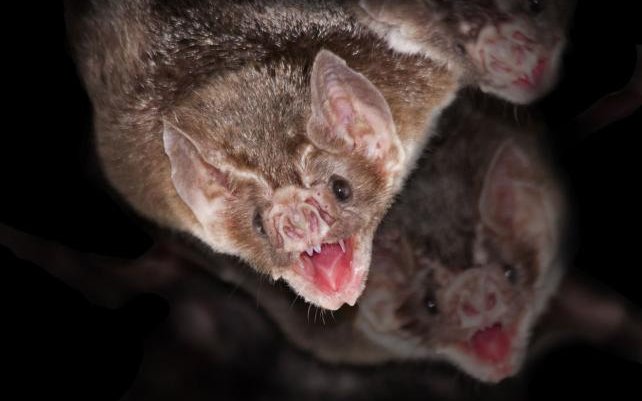 Bei diesen Tierchen handelt es sich um Gemeine Vampirfledermäuse.