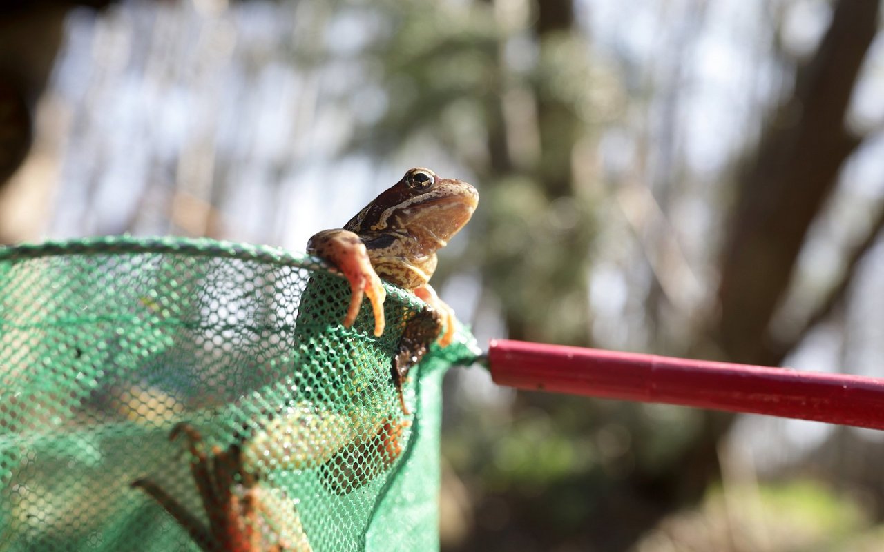 Frösche dürfen mit einer Bewilligung der kantonalen Naturschutzfachstelle in Ausnahmefällen eingefangen und umgesiedelt werden.