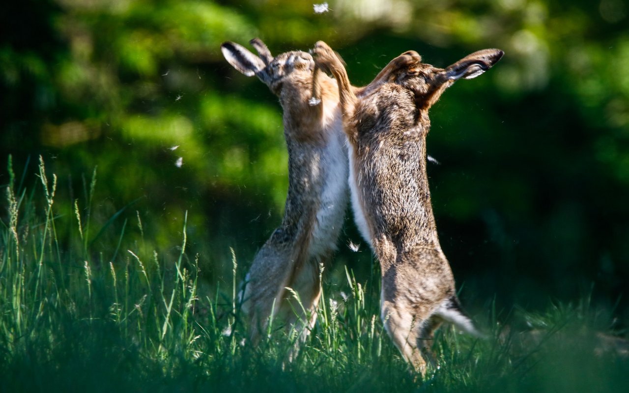 Bei einer Hasenhochzeit fliegen die Fetzen. 