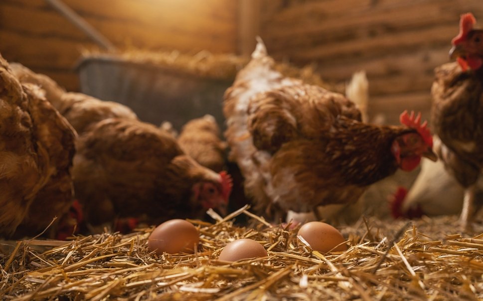 In Solawis wird oft Gemüse angebaut, es gibt aber auch Betriebe mit Tierhaltung.