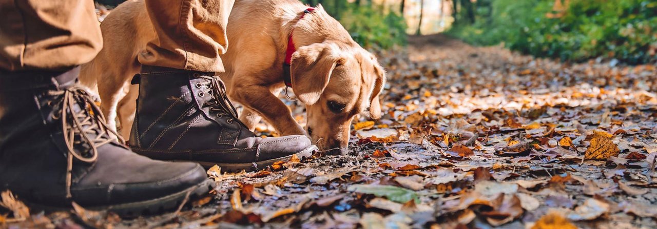 Schnüffeln ist in Ordnung, doch Achtung, am Wegesrand lauern Gefahren für Hunde.