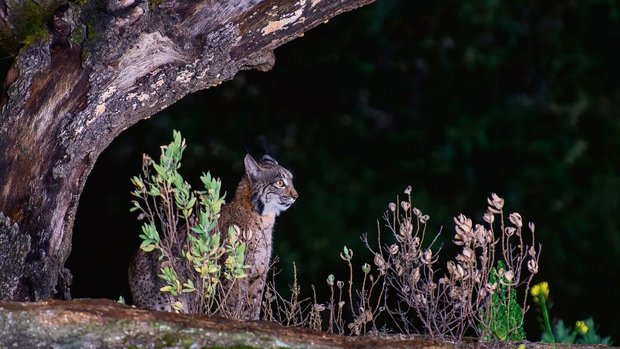 Luchs im Dunkeln