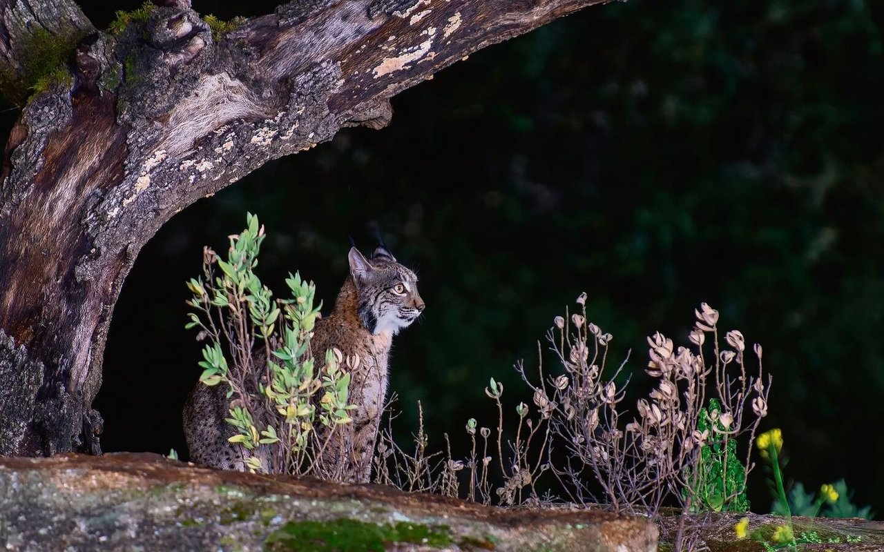 In der Nacht unterwegs: Dank seiner grossen Augen und des ausgezeichneten Gehörs kann der Luchs seine Beute im Dunkeln problemlos aufspüren. 
