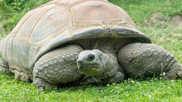 Schildkröte Schurli im Tiergarten Schönbrunn