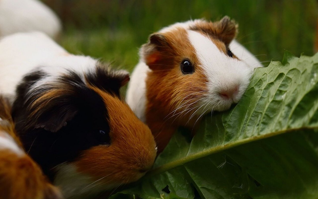 Mit einer artgerechten Ernährung brauchen Meerschweinchen keine Vitaminpräparate.