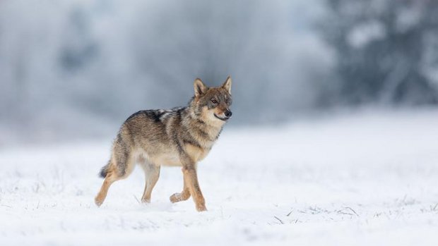 Wolf rennt durch Schnee
