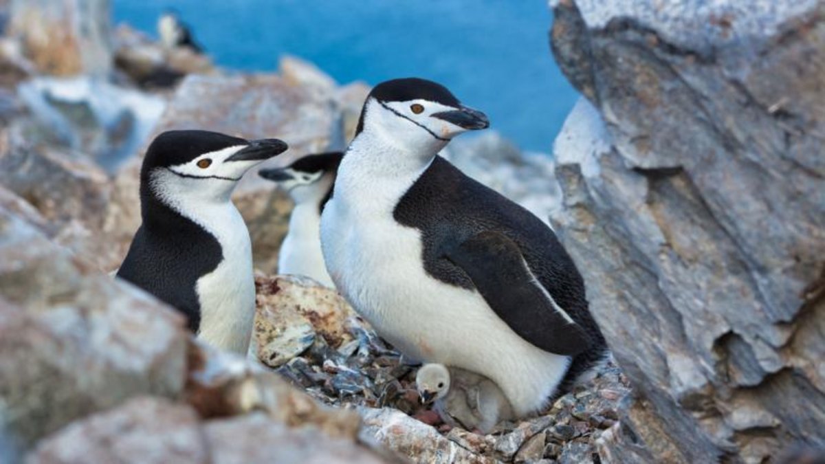 Pinguine und Robben dngen die Antarktis - tierwelt.ch | TierWelt