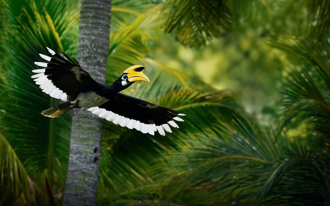 Nashornvogel