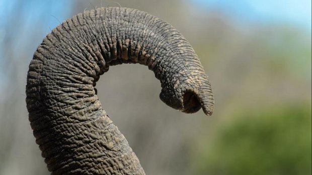 Nahaufnahme eines Elefantenrüssels