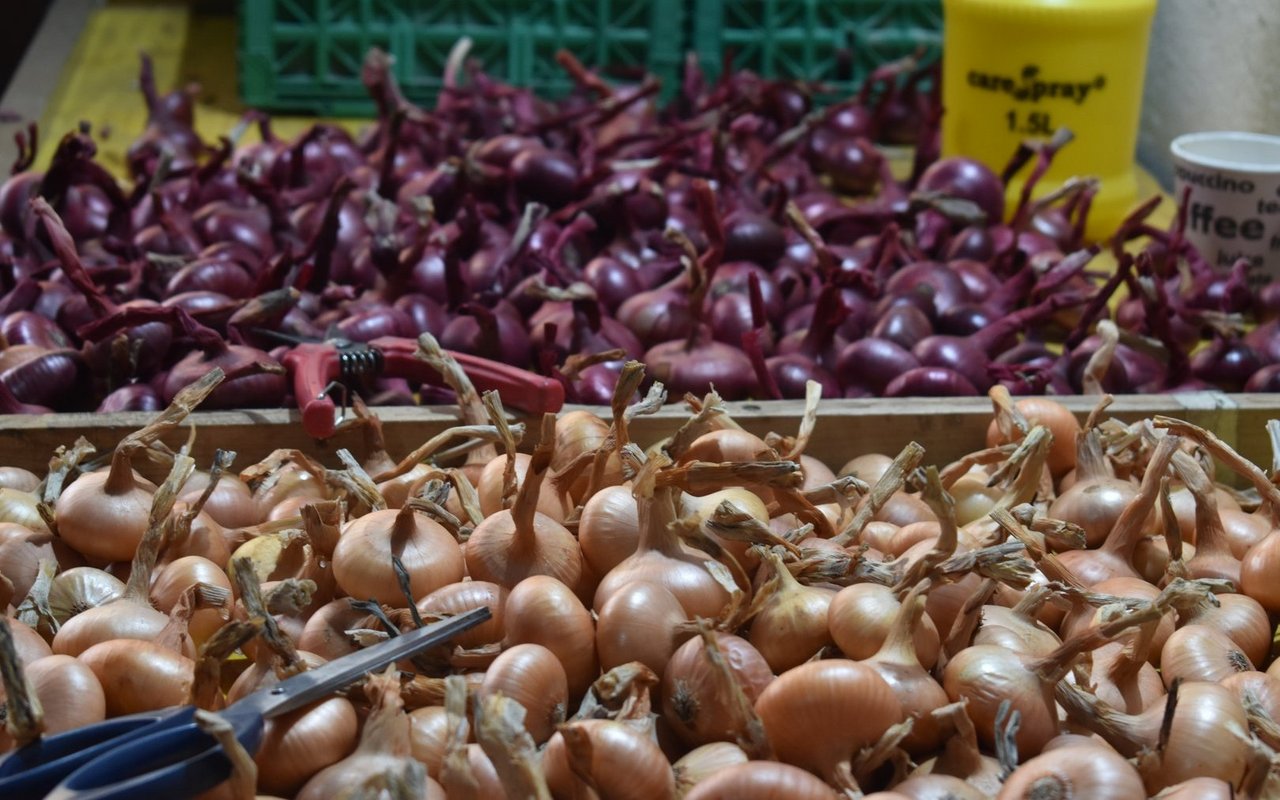 Der Aufwand hinter einem Zwiebelzopf ist sehr viel grösser als der Ertrag. Hansueli Jampen geht es jedoch nicht ums Geld, sondern um die Tradition.
