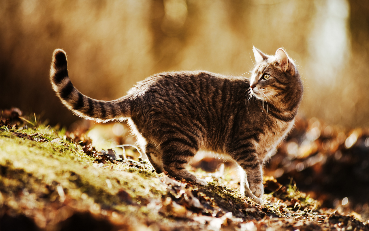 So wird die Katze zum Freigänger.
