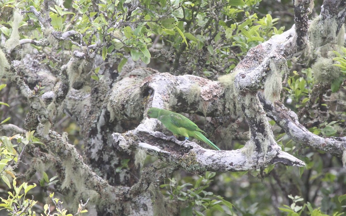 Seltener Echosittich von Mauritius.