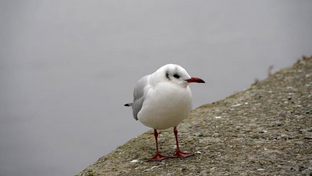 Lachmöve auf Bordstein