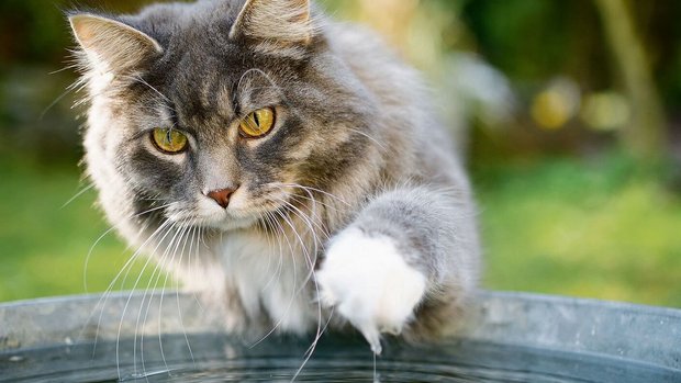 Nie mehr Katzenkot im Gartenbeet 