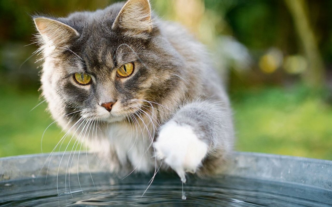 Maine-Coons spielen gerne mit Wasser. 