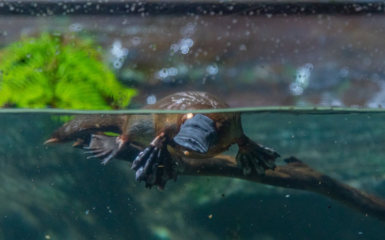 Das Schnabeltier (Ornithorhynchus)