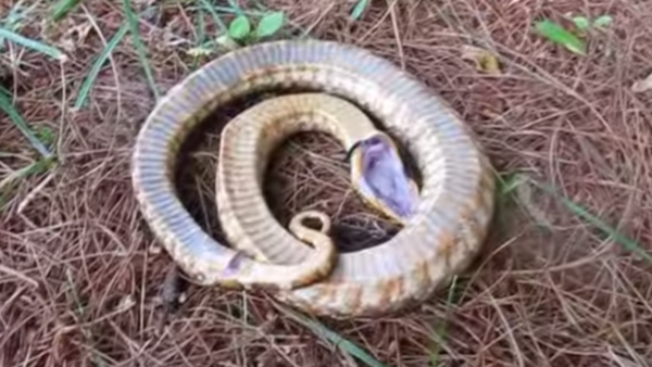 Diese Natter ist eine Meisterin im Totstellen tierwelt.ch TierWelt