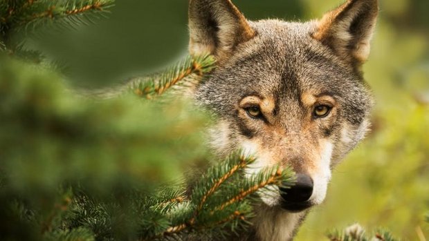 Wolf guckt hinter Fichte hervor