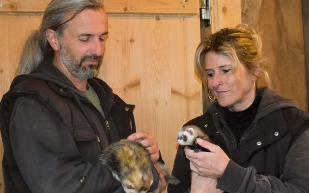 Ulli Runge und Karin Stiffler bieten Frettchen-Begegnungen an.